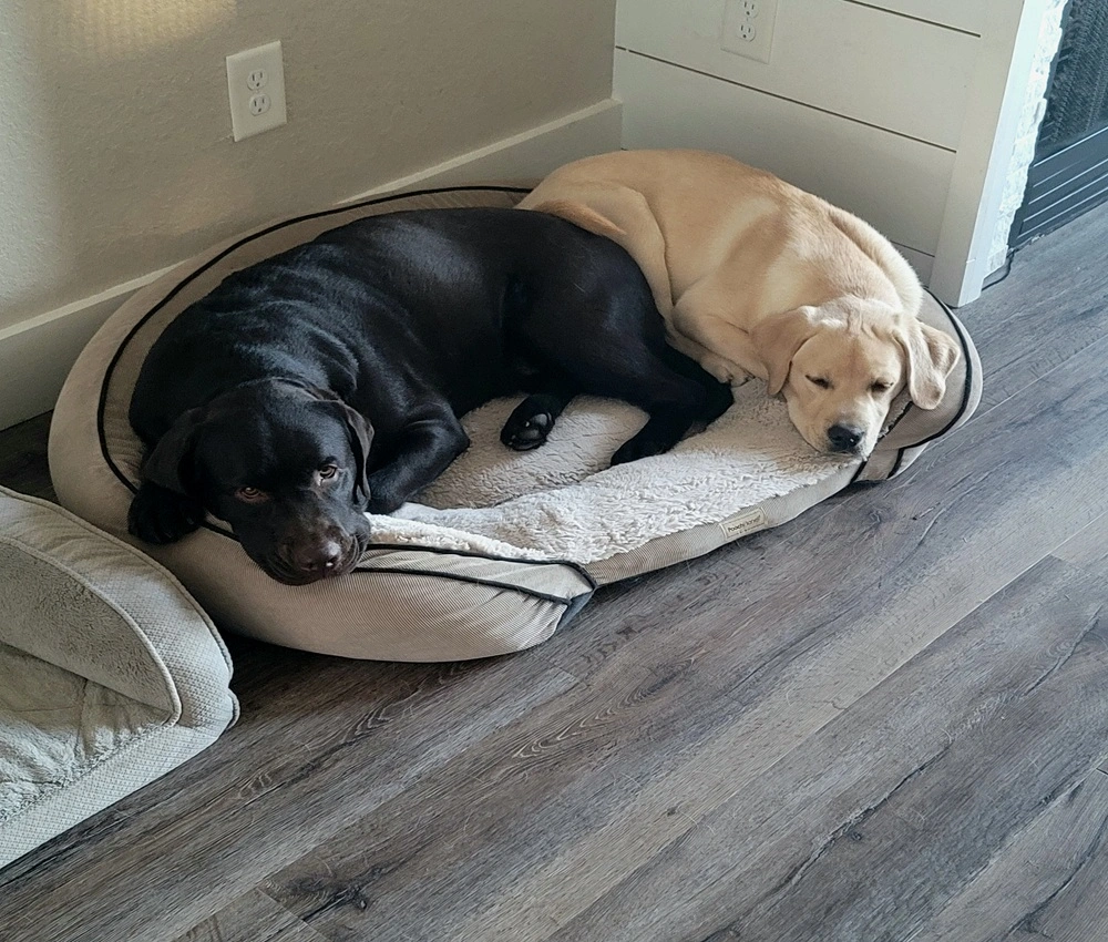 Dan & Riggs
